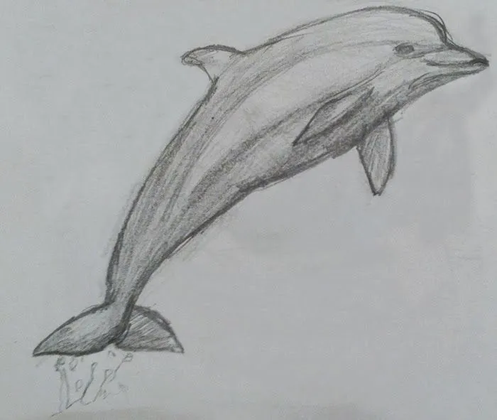 Dibujos a lapiz delfines - Imagui
