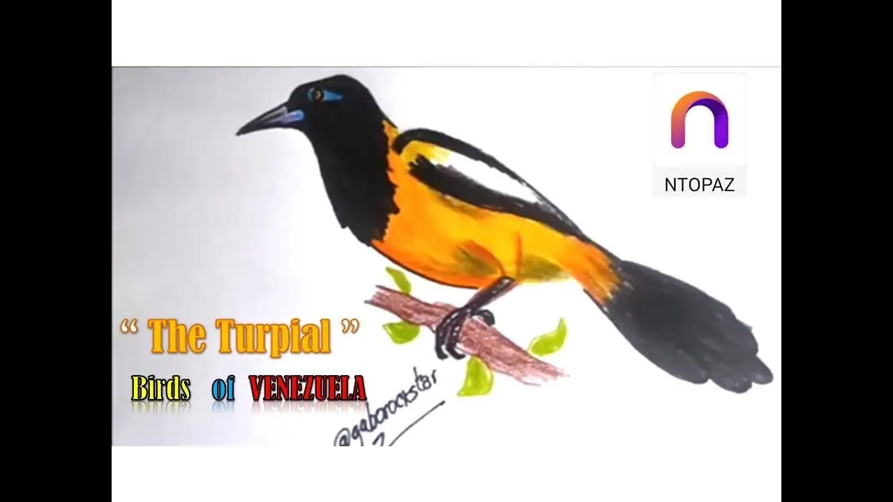 Serie aves de Venezuela - Dibujando un Turpial - YouTube