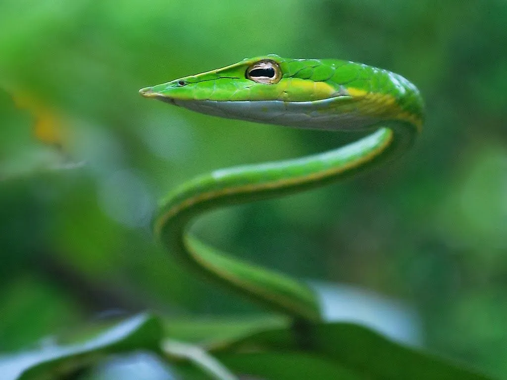 Serpiente látigo nariguda (Ahaetulla nasuta) ~ Naturaleza Insólita Serpiente látigo nariguda (Ahaetulla nasuta) ~ Naturaleza Insólita