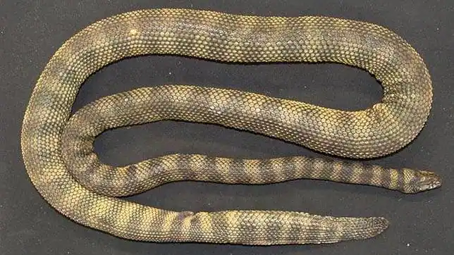 La serpiente venenosa con escamas punzantes - ABC.es