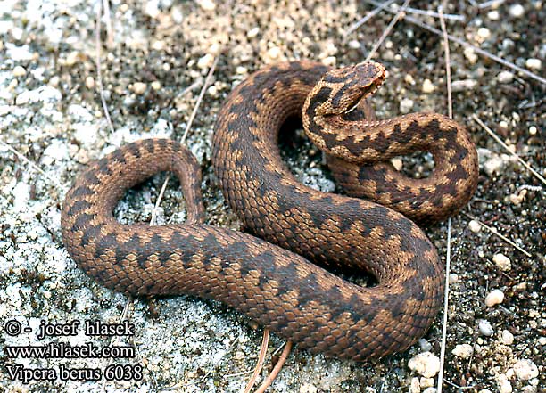 Hay serpientes venenosas en la península ibérica? | Maikelnai's blog