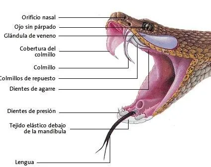 Serpientes-venenosas.jpg