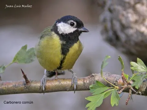La Serranía Natural » Blog Archive » Pájaros insectívoros