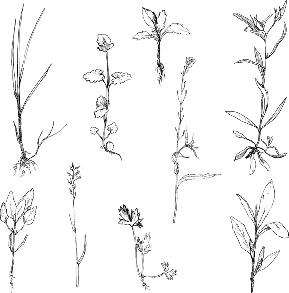Set de lápiz de dibujo a hierbas y hojas — Vector stock ...