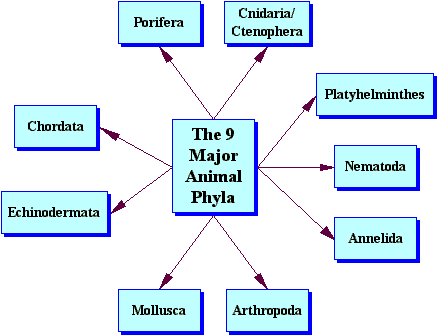 Seven Levels of Classification - Classification of Living Organisms Seven Levels of Classification - Classification of Living Organisms