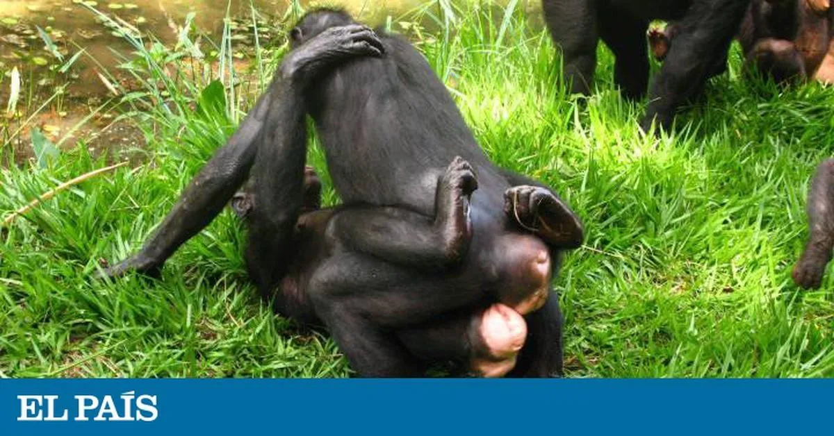 El sexo entre bonobas las ayuda a mantener a raya a los machos | Ciencia |  EL PAÍS
