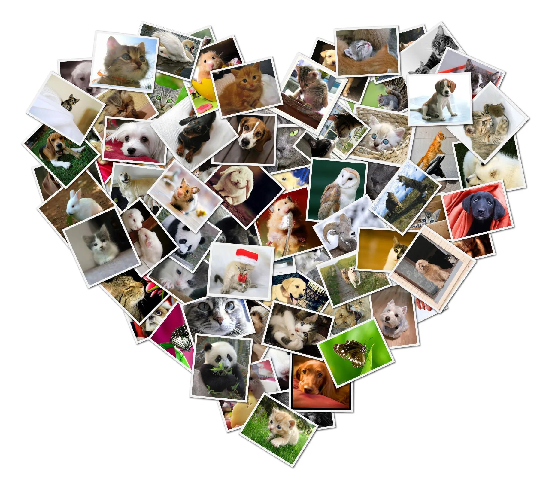 Shape Collage - Automatic Photo Collage Maker Shape Collage - Automatic Photo Collage Maker