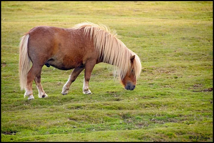 Shetland Pony Page