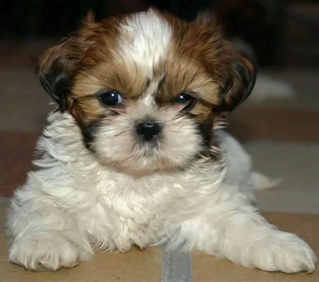 Shih tzu Baby | for the pups | Pinterest | Bebés, Cachorros y Shih ...