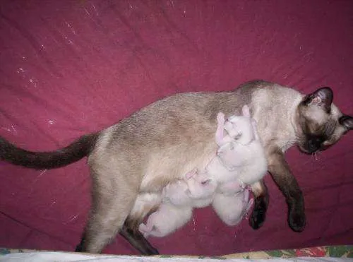 Gato siames recien nacido - Imagui