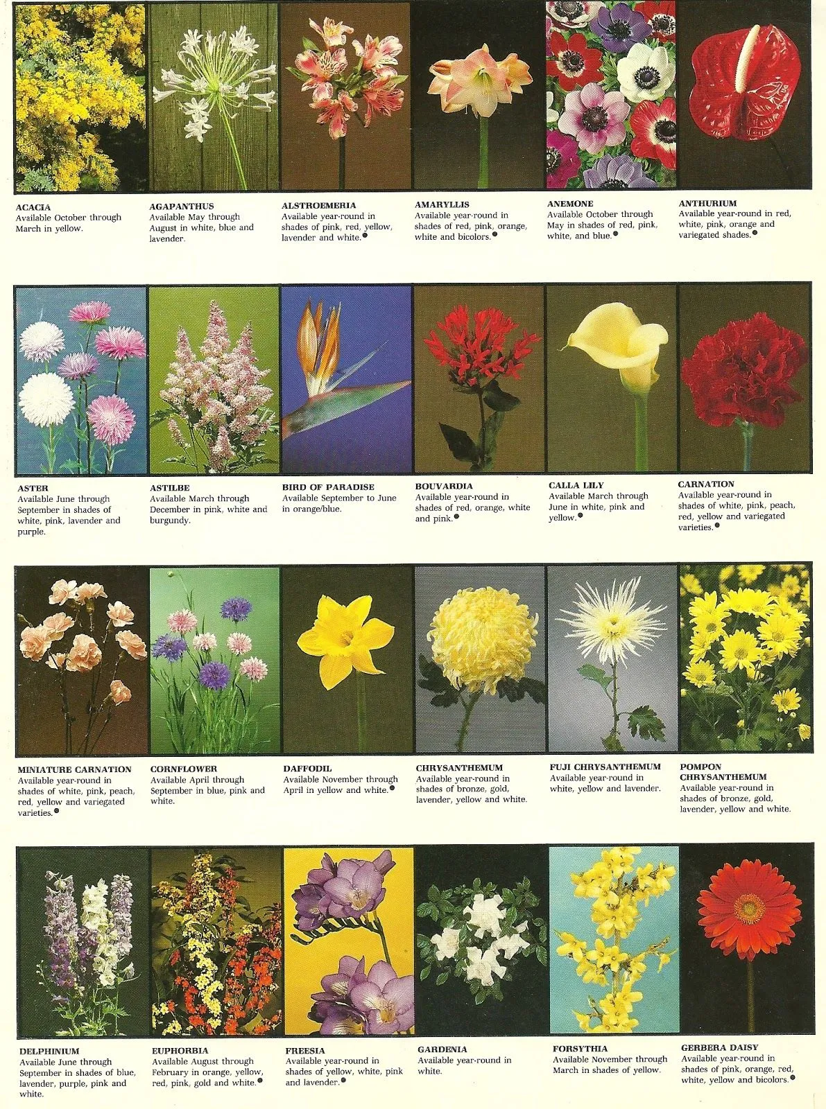 Siamgodh: Las flores y sus nombres.
