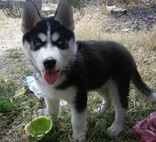 Siberian Husky en Colombia, Venta de Siberian Husky en Colombia ... Siberian Husky en Colombia, Venta de Siberian Husky en Colombia ...