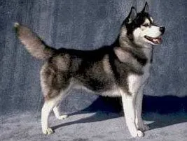  ... siberiano es un perro pura raza no una mezcla entre lobo y perro