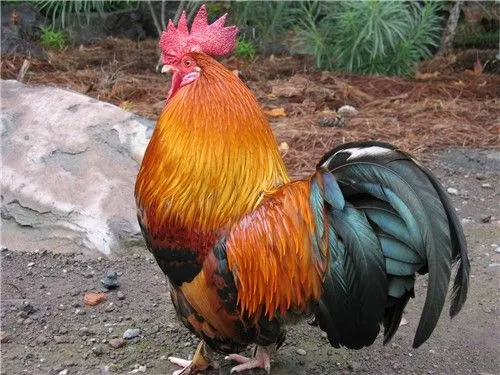 Que significa soñar con gallo | Significado de los sueños ... Que significa soñar con gallo | Significado de los sueños ...