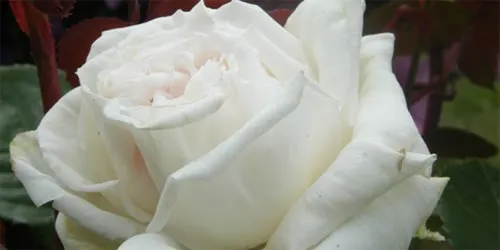 Significado de las rosas | Florpedia.com