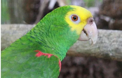 Porque sigo escuchando a los Pericos? - Taringa! Porque sigo escuchando a los Pericos? - Taringa!