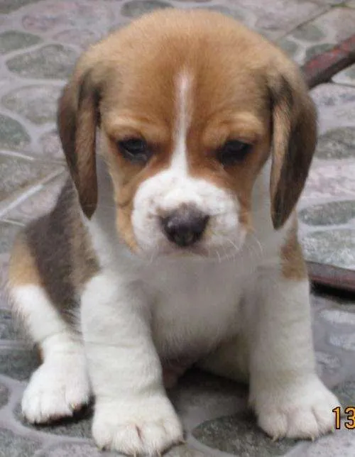Cachorros beagle bebés - Imagui