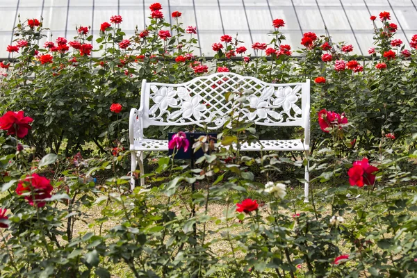 Sillas blancas en jardines de rosas rojas — Foto stock © 2nix ...