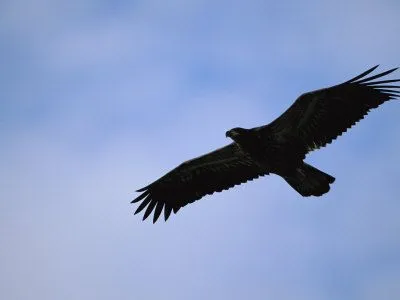 Silueta de águila real volando sobre la Isla de Adak Lámina ...