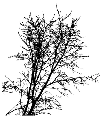 Siluetas de árbol en vector (Branches Tree Vector Shilouettes ... Siluetas de árbol en vector (Branches Tree Vector Shilouettes ...