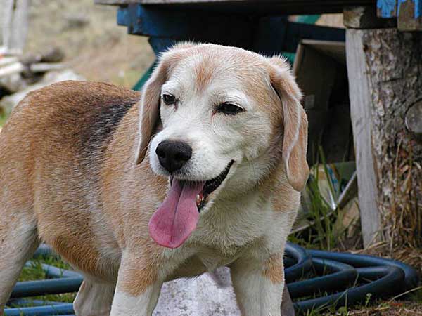 Simcyp Dog, un perro virtual para probar fármacos » » www.doogweb.es