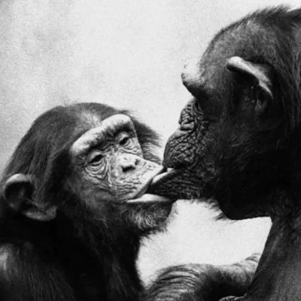 Simios asexuales y bisexuales: lo que revela el sexo de los primates sobre  los humanos