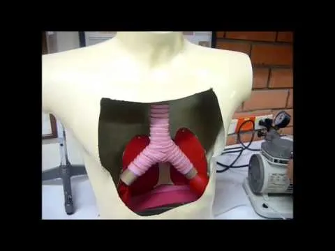 simulación sistema respiratorio - YouTube