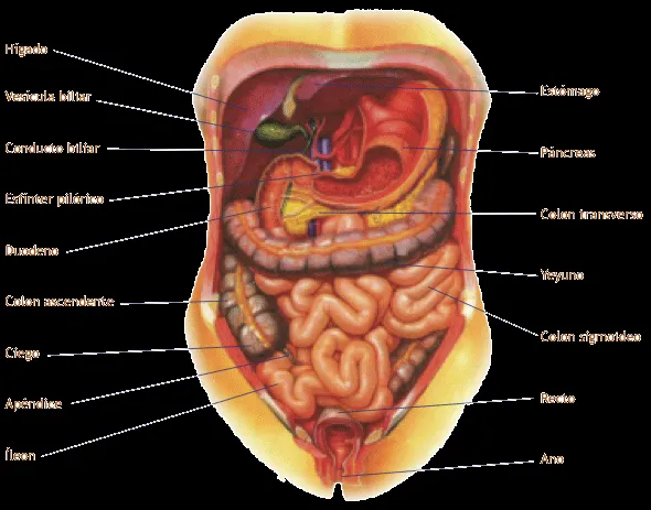 Sist. Digestivo - sistemas del cuerpo humano