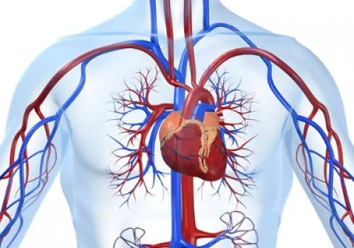 Sistema Cardiovascular. Sistema circulatório ou cardiovascular ...