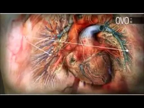 sistema circulatório- 3D em português - YouTube