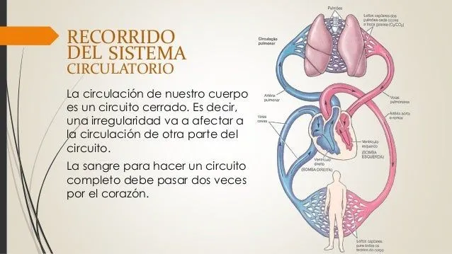 sistema-circulatorio-7-638.jpg ...