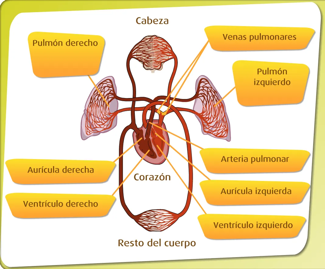 SISTEMA CIRCULATORIO: 3 aplicaciones web para el aprendizaje del ... SISTEMA CIRCULATORIO: 3 aplicaciones web para el aprendizaje del ...