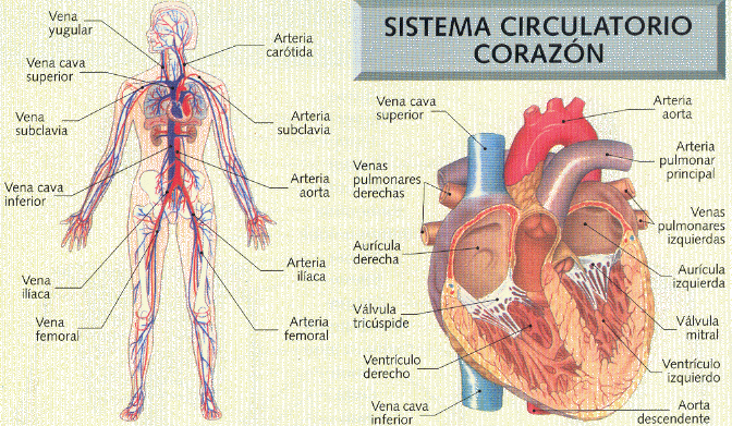 Sistema Circulatorio | Biblioteca de Investigaciones