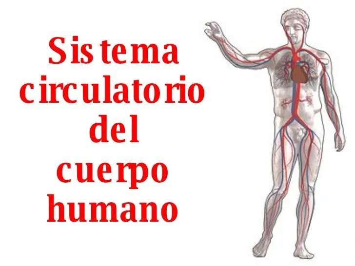 sistema-circulatorio-del- ...