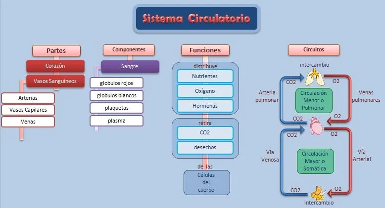 Sistema Circulatorio | Esquemas, diagramas, gráficos y mapas ...