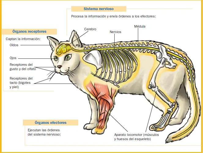 Sistema circulatorio del gato - Imagui