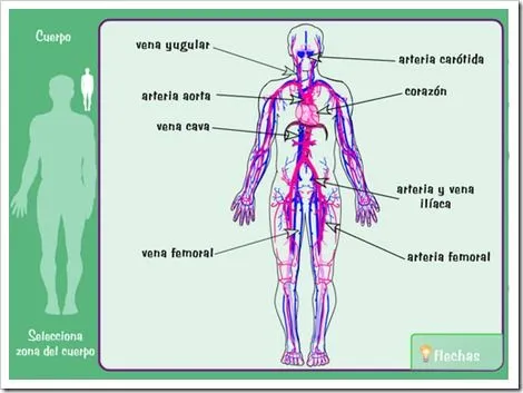 SISTEMA CIRCULATORIO | JUGANDO Y APRENDIENDO