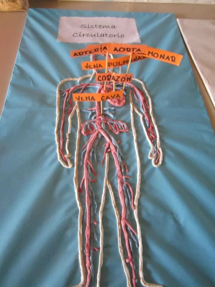 SISTEMA CIRCULATORIO | Maqueta del sistema digestivo, Maqueta del sistema  respiratorio, Sistemas del cuerpo humano