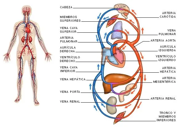 El sistema circulatorio — MASmusculo STRONGsite - ¡Ponte en forma!