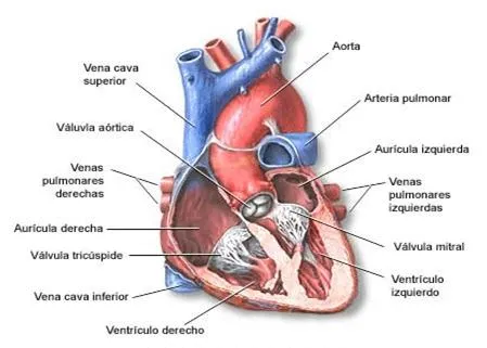 Sistema Circulatorio - Monografias.com