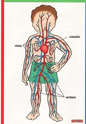 Sistema circulatorio para niños - Imagui