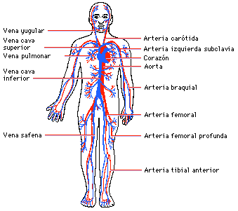 Sistema circulatorio para niños de inicial - Imagui