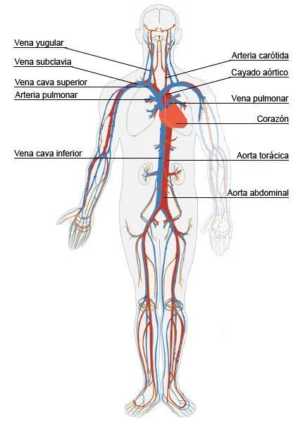 Esquema del sistema circulatorio para primaria - Uma Pergunta