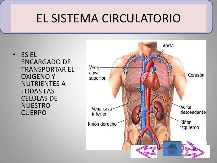 Sistema circulatorio para niños de preescolar - Imagui