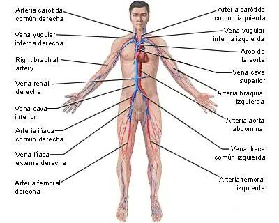 Sistema circulatorio Partes