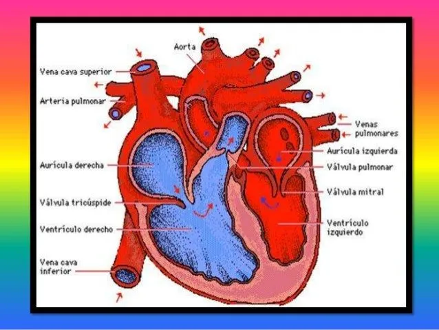 sistema-circulatorio-power- ...