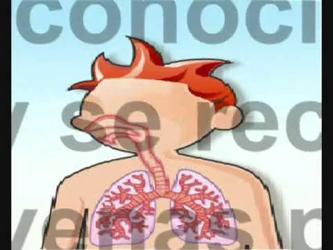 sistema circulatorio (proyecto de biologia) - YouTube