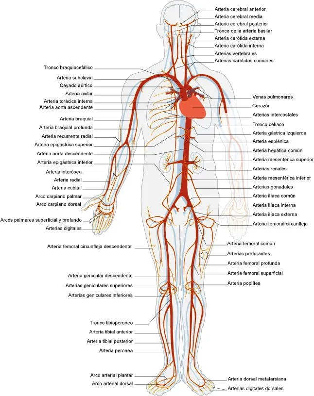Sistema circulatorio: vasos sanguíneos | el moderno prometeo Sistema circulatorio: vasos sanguíneos | el moderno prometeo