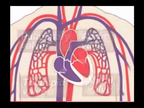 El sistema circulatorio - YouTube