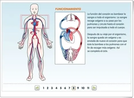 Cuerpo humano' in Artículos CIENCIA-TECNOLOGIA | Scoop.it